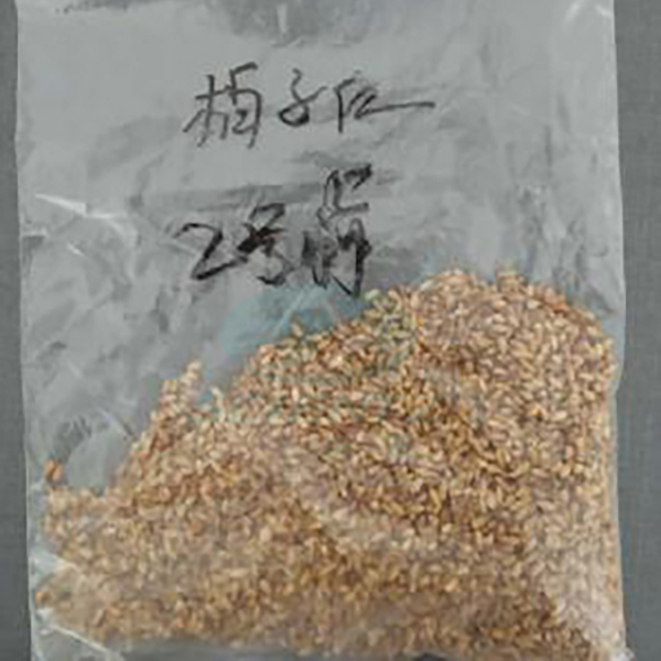 undefined 研磨前1